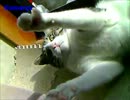 カメラであそぼうとする猫～あさり♂～