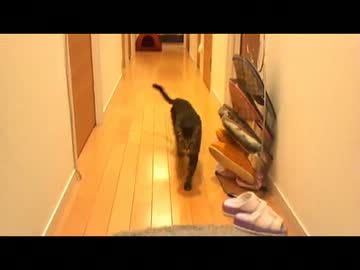 【絶叫系】　メイさん&コハク日記　【よく鳴く猫】　20回目