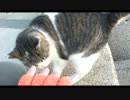 野良猫と戯れよう N001