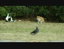 ネコ、ハトを狙うが……