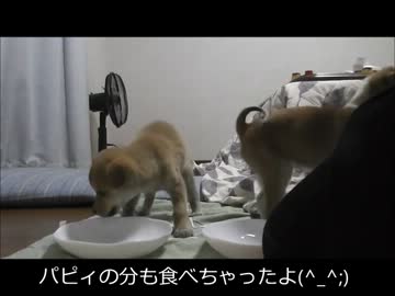 【忍犬】14日目～▽・ｗ・▽わんわんプリンをあげてみた～
