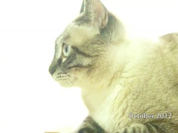 元野良猫ジャンの家猫１周年