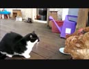 猫の餌を奪う鶏達