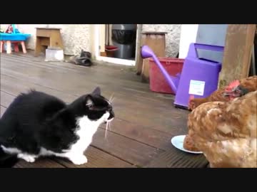 猫の餌を奪う鶏達
