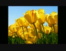 m121213.wmv