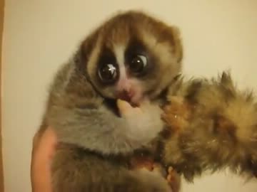 スローロリスくんと密猟グループ