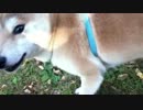 散歩する柴犬