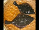 ヒラメ * タニシ