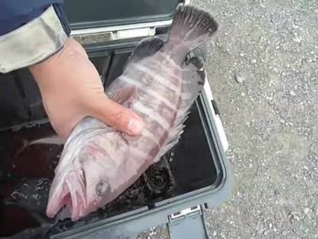 片道三時間かけたけど坊主だったから 船釣りしてみた。