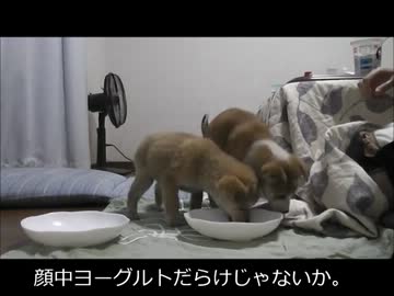 【忍犬】16日目～ヨーグルト事件(ﾒ・ん・)～