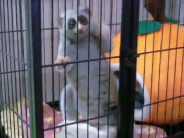 塀の中のスローロリスくん