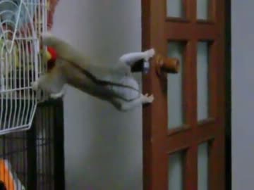 スローロリスくんの大脱走