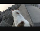 野良猫と戯れよう N003
