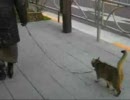 猫と散歩してみた　正月編