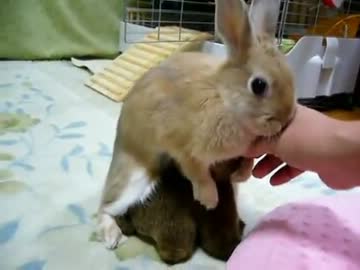 ぬいぐるみにまたがって不思議な動きをするウサギ