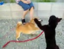 犬のマジ喧嘩とそれをけしかける幼女