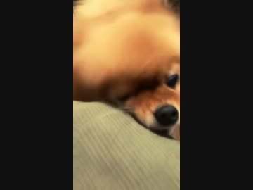 うちの毛玉
