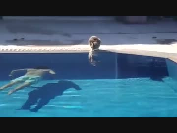 吹いたら負け　ぬこドッキリ