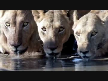 草原・命せめぎあう (02 of 02)