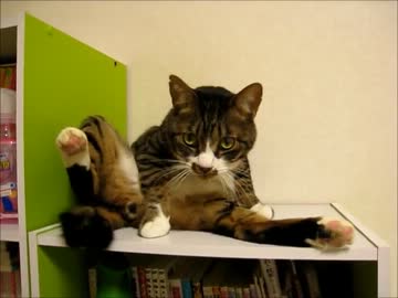 はじめての猫飼い053　～てんかんの発作後～