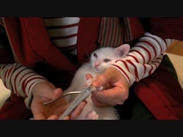 くるねこ大和　20121215　ネイルサロン胡ざかな