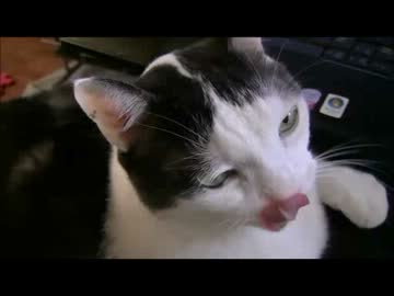 ちゃとらとはちわれ　むぎだって