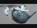 子猫のぬこぬこ日記　生後５６日目