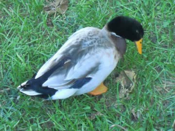 いっぽ　にほ　さんぽ　ちんぽ!