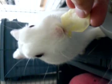 おやつの時間　リンゴ編その2