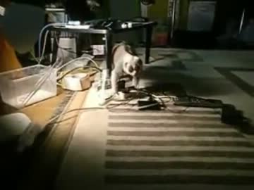 パラノーマル・も↑こ↓ティビティ