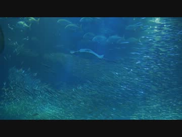 海遊館のイワシの群れが宇宙っぽくてヤバイ