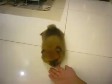 飼い主の手をカジカジするポメラニアン