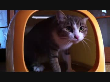 無心で壁を掘る猫