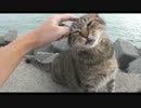 野良猫と戯れよう N004
