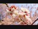 桜~sakura~