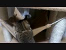 子猫のぬこぬこ日記　生後５８日目