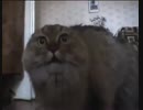 talking funny cat says no no no.mp4