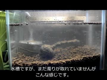 素人の無謀な安価水槽立ち上げ（1）