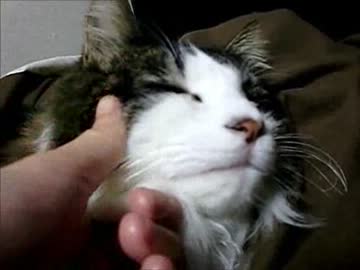 かわいいネコ、おもち　「おもちの可愛さ、全宇宙に届け！」