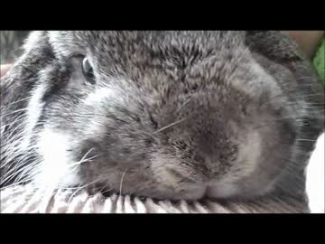 ３分耐久ただうさぎをもふもふするだけ