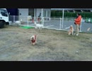 2012-12-16 17.02.38.mov