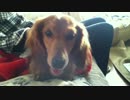 ルルの兄犬ナッシュと我が家の犬たち