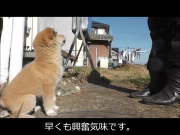 【忍犬】22日目～犬飯焼きりんごをカムイにあげてみた～