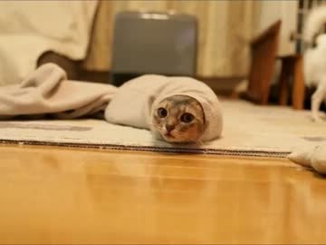 あ、そうだ京都に行こう-Elsamaria