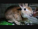 ウサギ2