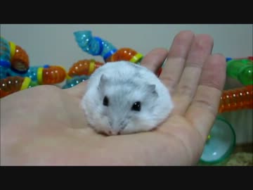 【おさしみ】おっとり系女子のおさしみちゃん。