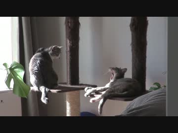 モアレとクリエ 「ぬくぬくねこねこ」