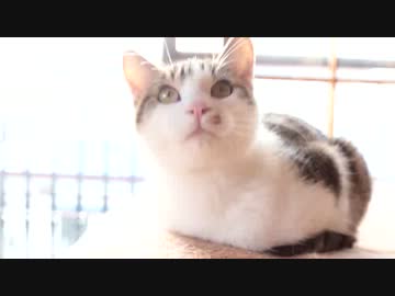 とても静かで猫くさい場所