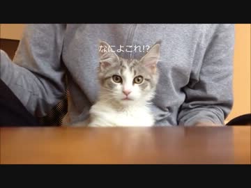 「爪切ったりおやつあげたり」8