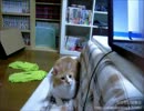 【夜な夜な猫集会】茶太郎と遊んでみました